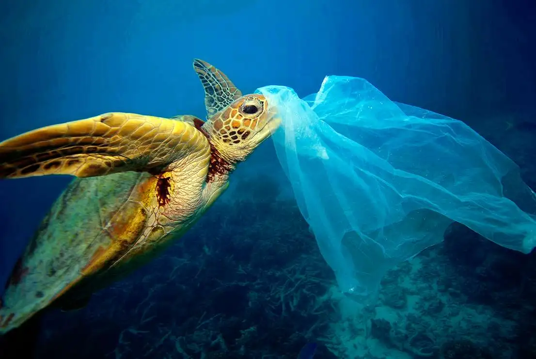 Turtles vs Jellyfish: The Battle for Our Oceans
