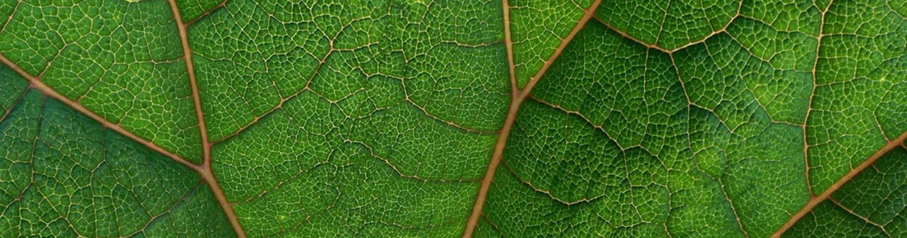 Prayers & Meditations